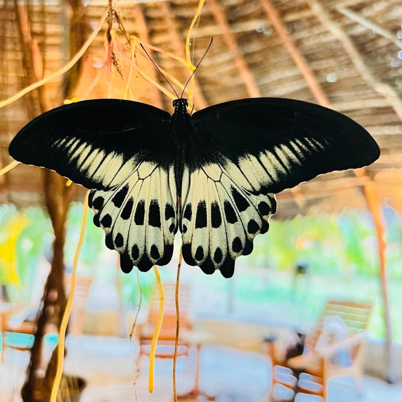 Sasvi Cabana Trincomalee Exteriér fotografie